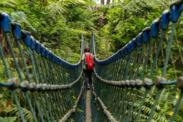 《圖說》漫步土城桐花公園，沉浸綠意環繞的自然療癒空間--圖為資料照。〈觀旅局提供〉