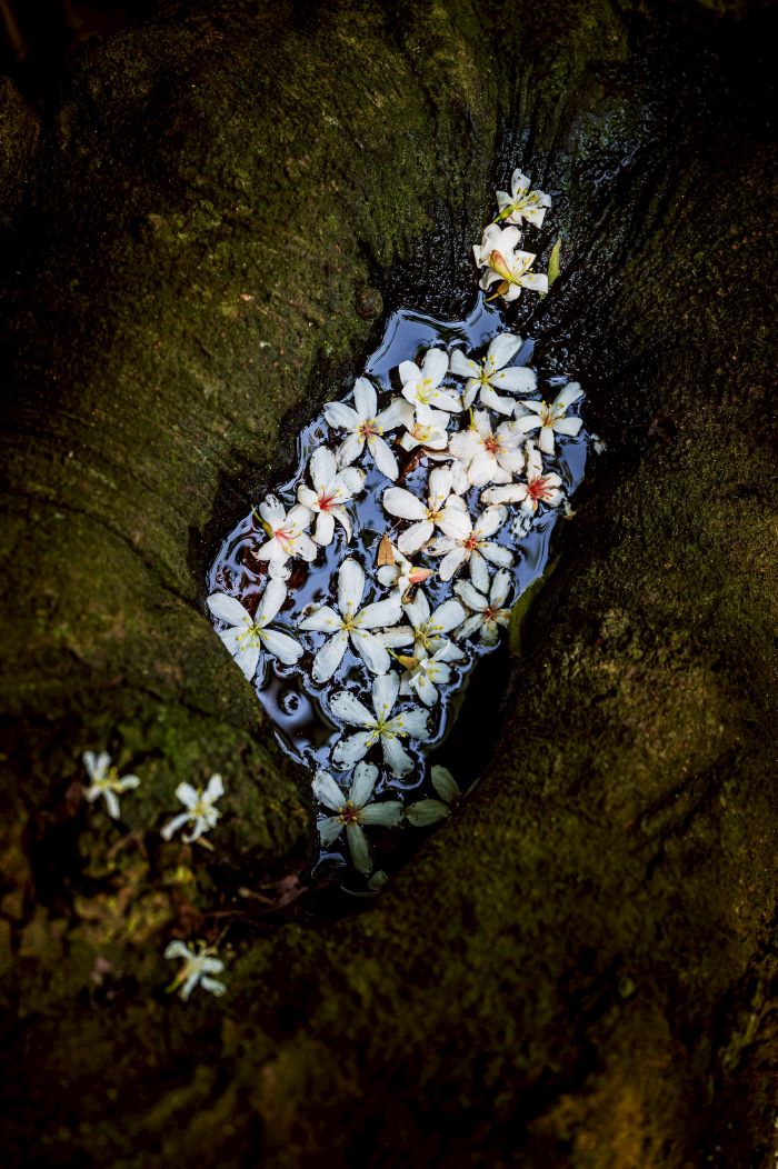 《圖說》新北哈客智庫團成員李懿宸，2025年在土城桐花步道拍攝桐花美景，作品《A Hakka Memory of Taiwan》，在 IPA及PX3等國際攝影比賽中獲得獎項肯定。〈客家局提供〉