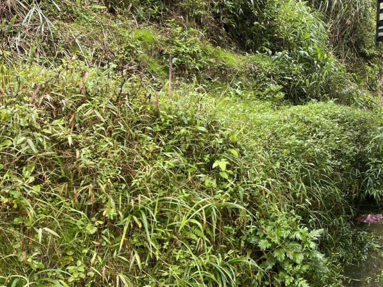 《圖說》坪林區山坡地違規設置擋土牆，經新北市限期改正後已拆除擋土牆並植生覆蓋改正。〈農業局提供〉